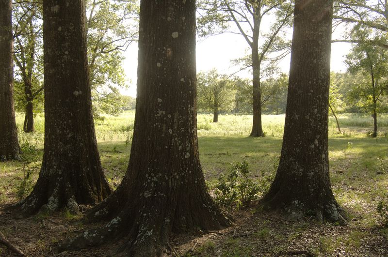 King Oaks