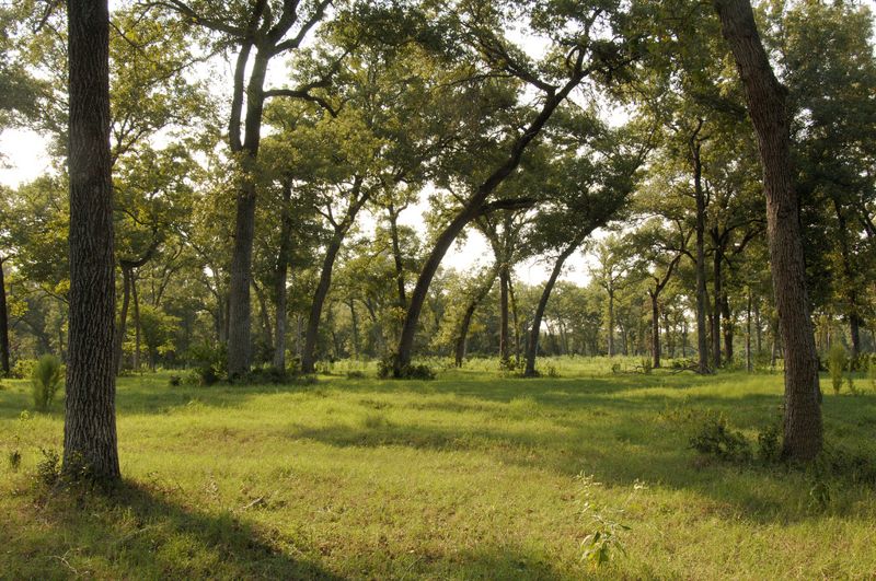 King Oaks