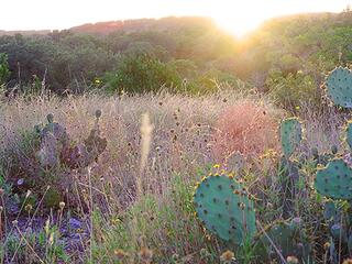 Canyon_view_cactus_small.jpg