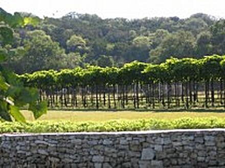 Dry Comal Creek Vineyards