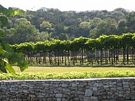 Dry Comal Creek Vineyards