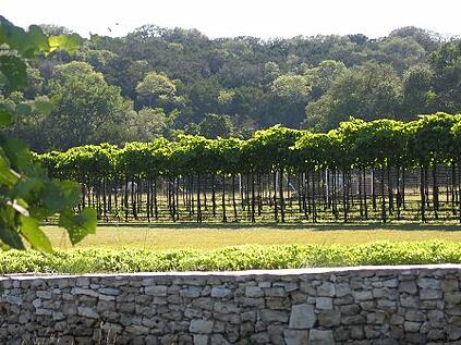 Dry-Comal-Creek-Vineyards