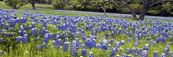 Bluebonnets Bluebonnets
