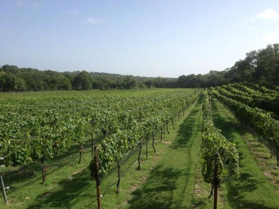 Credit: Texas Wine Country