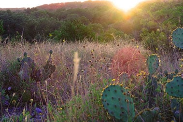 voscroll_0028_Canyon_view_cactus