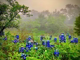 Vintage Oaks New Braunfels TX Bluebonnets