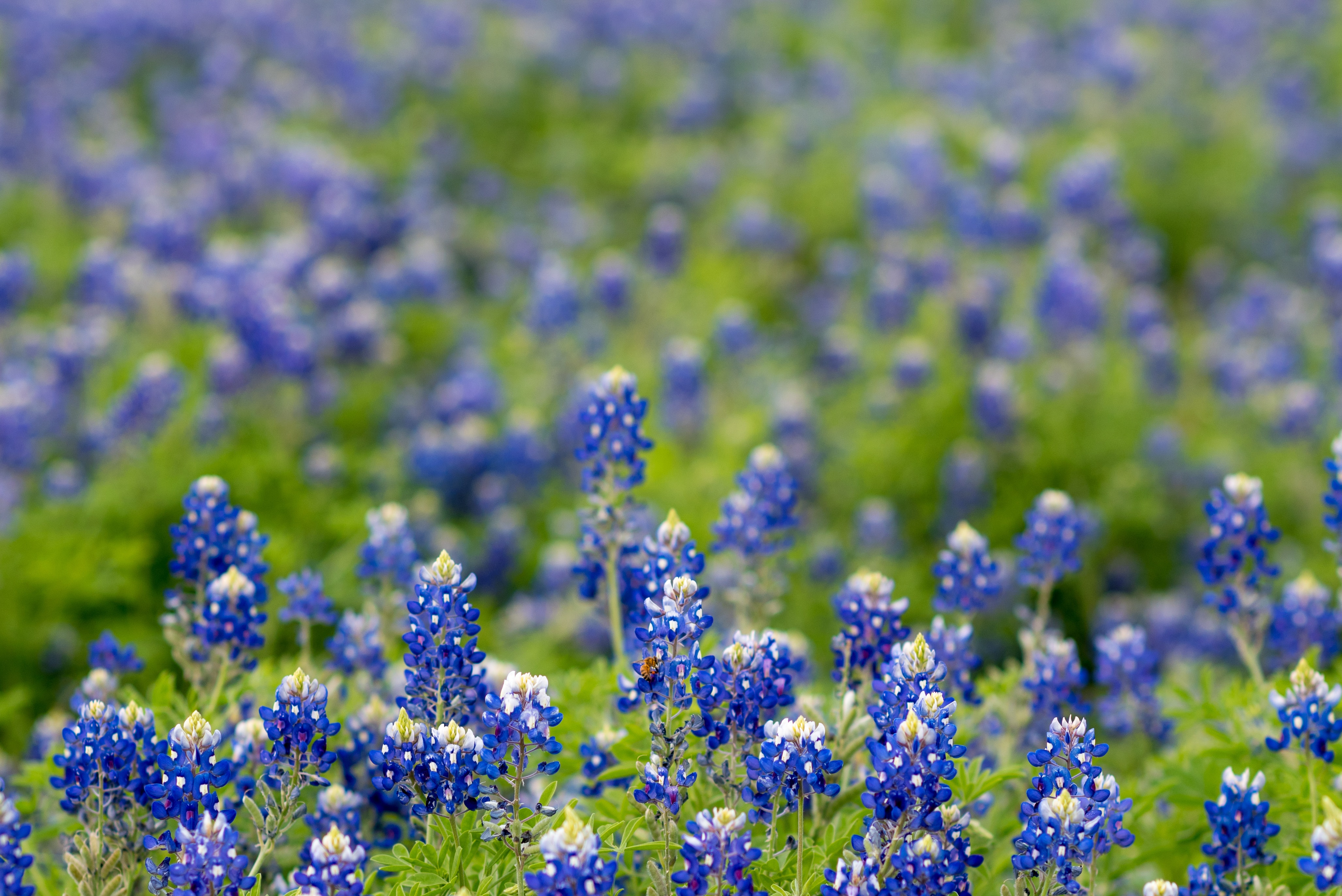 blue-bonnets