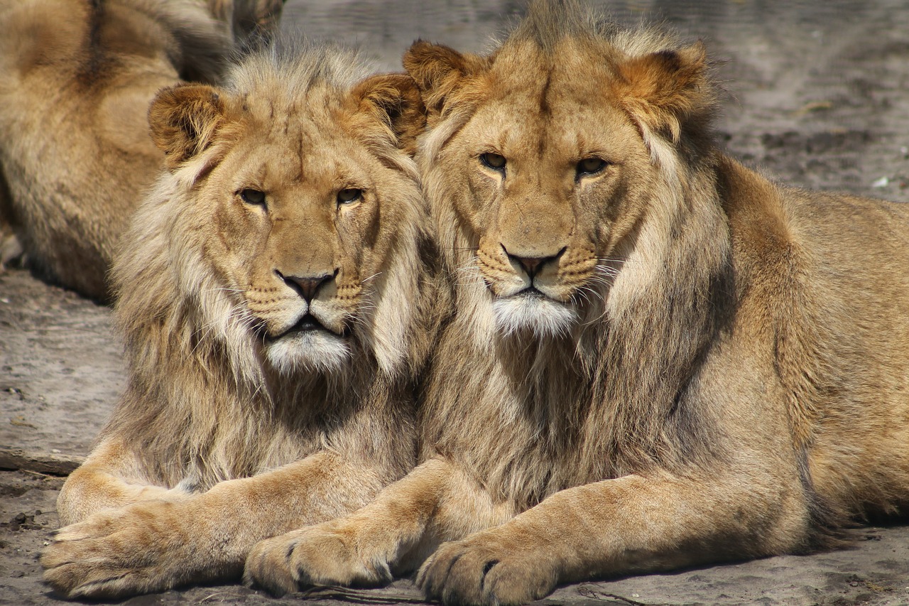 lions-1660044_1280